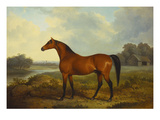 A Bay Stallion in a River Landscape