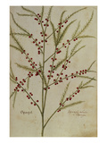 Asparagus from 'Camerarius Florilegium'