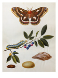Illustration from 'The Natural History of the Rarer Lepidoterous Insects of Georgia'
