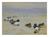Goldeneye and Tufted Duck