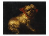 Maltese Terrier with a Red Collar