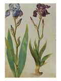 Two Irises from 'Camerarius Florilegium'