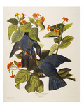 White Headed Pigeon (Columba Leucocephala)  Plate Clxxvii  from 'The Birds of America'