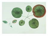 Victoria Regia or the Great Water Lily of America (Young Plants  Frontispiece)