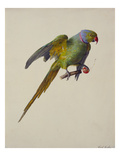 A Ring-Necked Parakeet