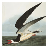 Black Skimmer or Shearwater Black Skimmer (Rynchops Niger)  from 'The Birds of America'