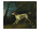 A Brown and White Setter in a Wooded Landscape