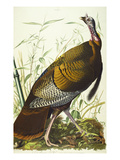 Great American Beck Male Wild Turkey (Meleagris Gallopavo)  Plate I  from 'The Birds of America'