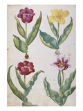 Tulips from 'Camerarius Florilegium'
