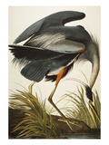 Great Blue Heron (Ardea Herodias)  Plate Ccxi  from 'The Birds of America'