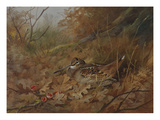 A Woodcock Nesting in Autumn Leaves