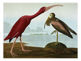 Scarlet Ibis (Eudocimus Ruber)  Plate Cccxcvii  from 'The Birds of America'