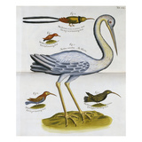 Heron and Humming Birds  from 'A Voyage to the Islands of Madera  Barbados 