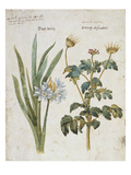 Hemerocallis Valentina and Geranium from 'Camerarius Florilegium'