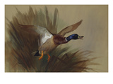 A Mallard Rising from Reeds