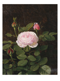 A Maria Larpin Rose