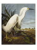 Snowy Heron or White Egret / Snowy Egret (Egretta Thula)  Plate CCKLII  from 'The Birds of America'