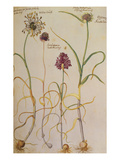 Alliums with Bulbs from 'Camerarius Florilegium'