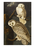 Snowy Owl (Nyctea Scandiaca)  Plate Cxxi  from 'The Birds of America'