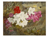 Rhododendrons with Bumble-Bee on an Ivy-Clad Ledge