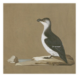 Study of a Razorbill