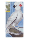 A Cockatoo from 'Histoire Des Oiseaux  Peints Dans Tous Leurs Aspects'