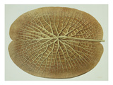 Victoria Regia or the Great Water Lily of America (Underside of a Leaf)
