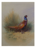 A Cock Pheasant