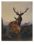A Stag with Deer in a Wooded Landscape at Sunset