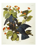 White-Crowned Pigeon (Columba Leucocephala)  Plate Clxxvii  from 'The Birds of America'