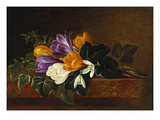 Crocii and Snowdrops on a Marble Ledge