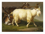 Billy Goats