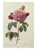 Rosa Gallica Aureliansis - La Duchesse D'Orleans from 'Les Roses'
