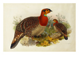 Blyth's Tragopan (Ceriornis Blythii)