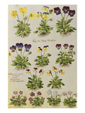 Pansies and Violas from 'Camerarius Florilegium'
