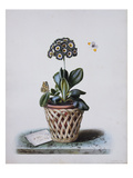 An Auricula in a Pot in a Basket Cachepot  with a Painted Lady and Orange Tip Butterflies