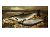 Salmon on a River Bank