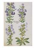 Campanulas from 'Camerarius Florilegium'