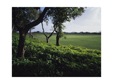 Sandy Lane Country Club  Hole 2