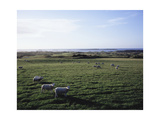 Sheep grazing at Royal Portrush Golf Club