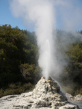 Lady Knox Geyser Erupting  Wai-O-Tapu Geothermal Area  Taupo Volcanic Zone  New Zealand