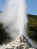 Lady Knox Geyser  Wai-O-Tapu Geothermal Area  Taupo Volcanic Zone  New Zealand