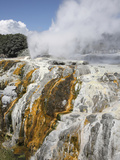 Pohutu and Prince of Wales Feathers Geyser  Whakarewarewa  Rotorua  New Zealand