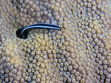A Neon Goby Takes a Look Outside its Hole in Live Boulder Star Coral