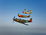 A P-36 Kingcobra  Two Curtiss P-40N Warhawks  and a P-51D Mustang in Flight