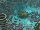 An Olenoides Trilobite Scurries across a Middle Cambrian Ocean Floor