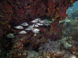 School of Gray Snapper Amongst a Colorful Reef