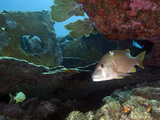 A Gray Snapper Swims Out from under the Reef