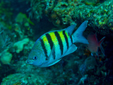 Sergeant Major Damselfish