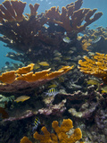Tropical Fish Take Refuge Amongst Elkhorn Coral